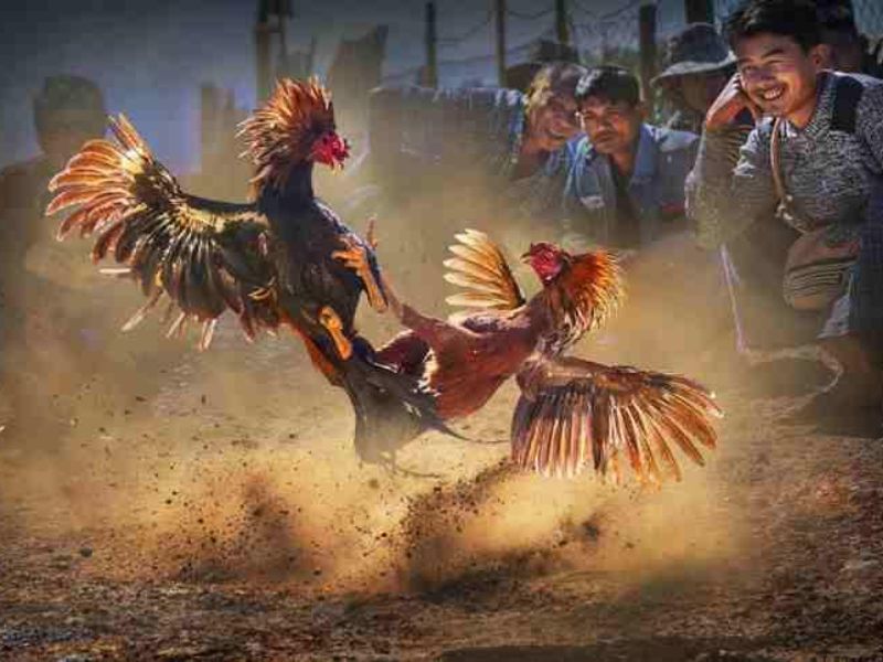Tổng hợp đá gà Campuchia mới nhất với 3 cửa cược Hot nhất